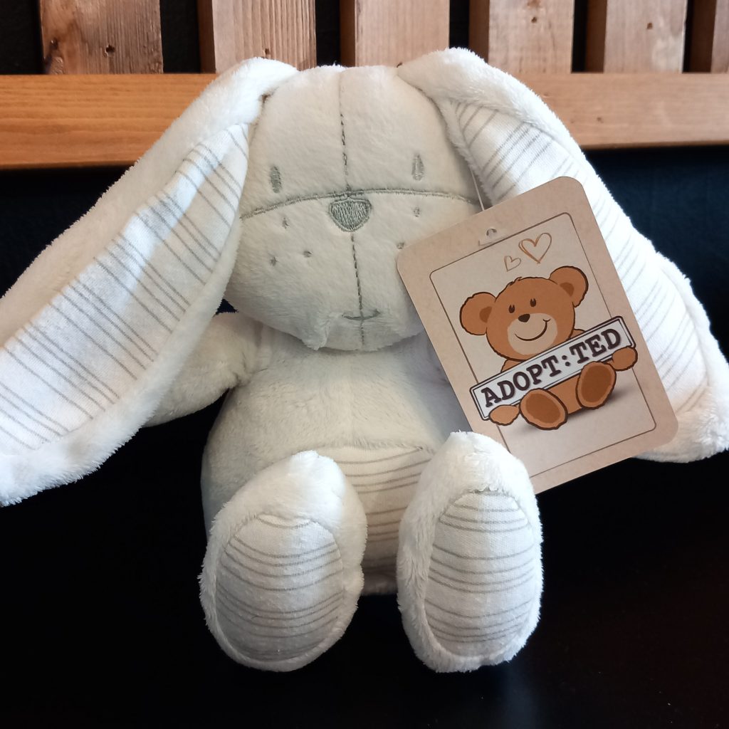 Adopt:Ted - Bunny Rabbits