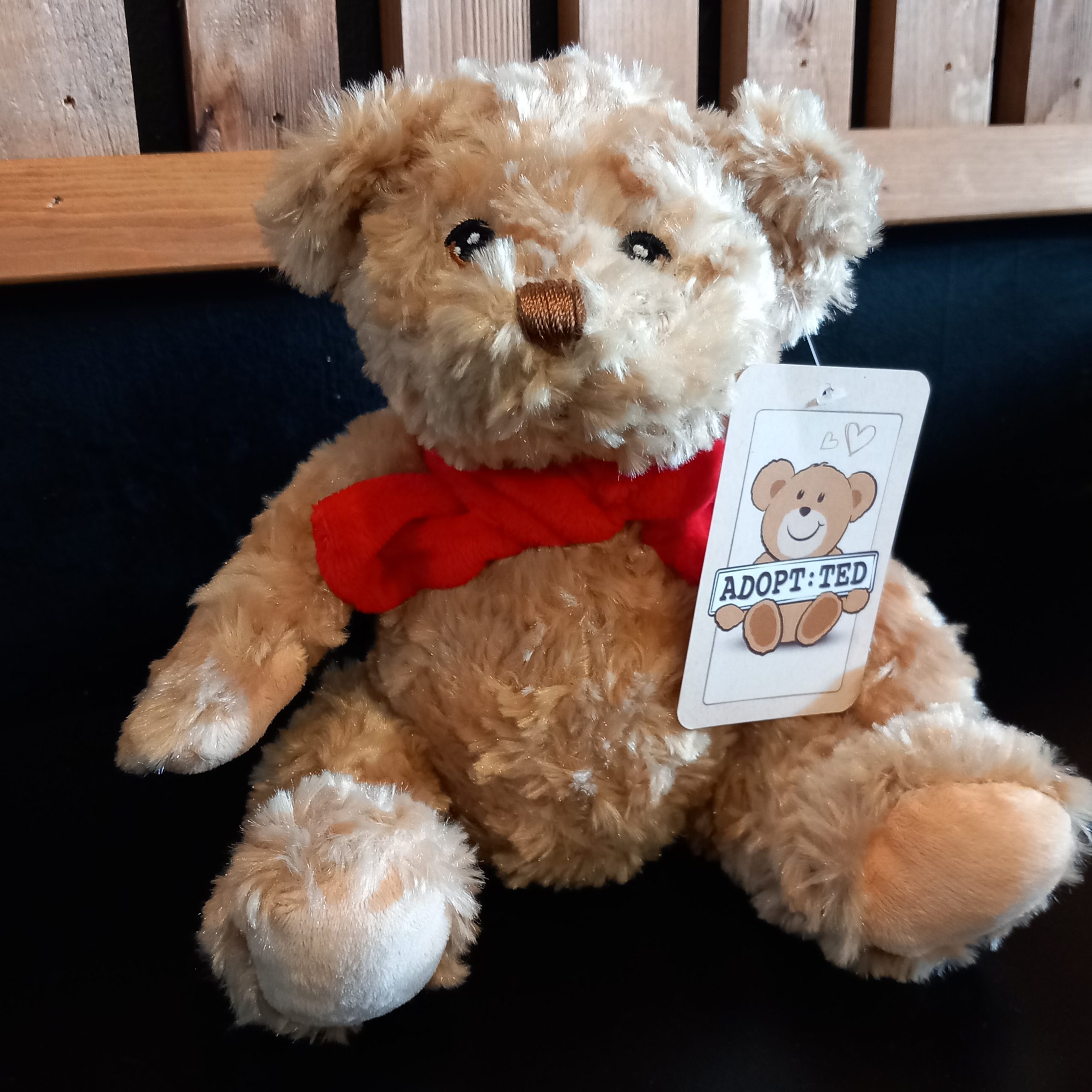 Adopt:Ted - Old Teddy