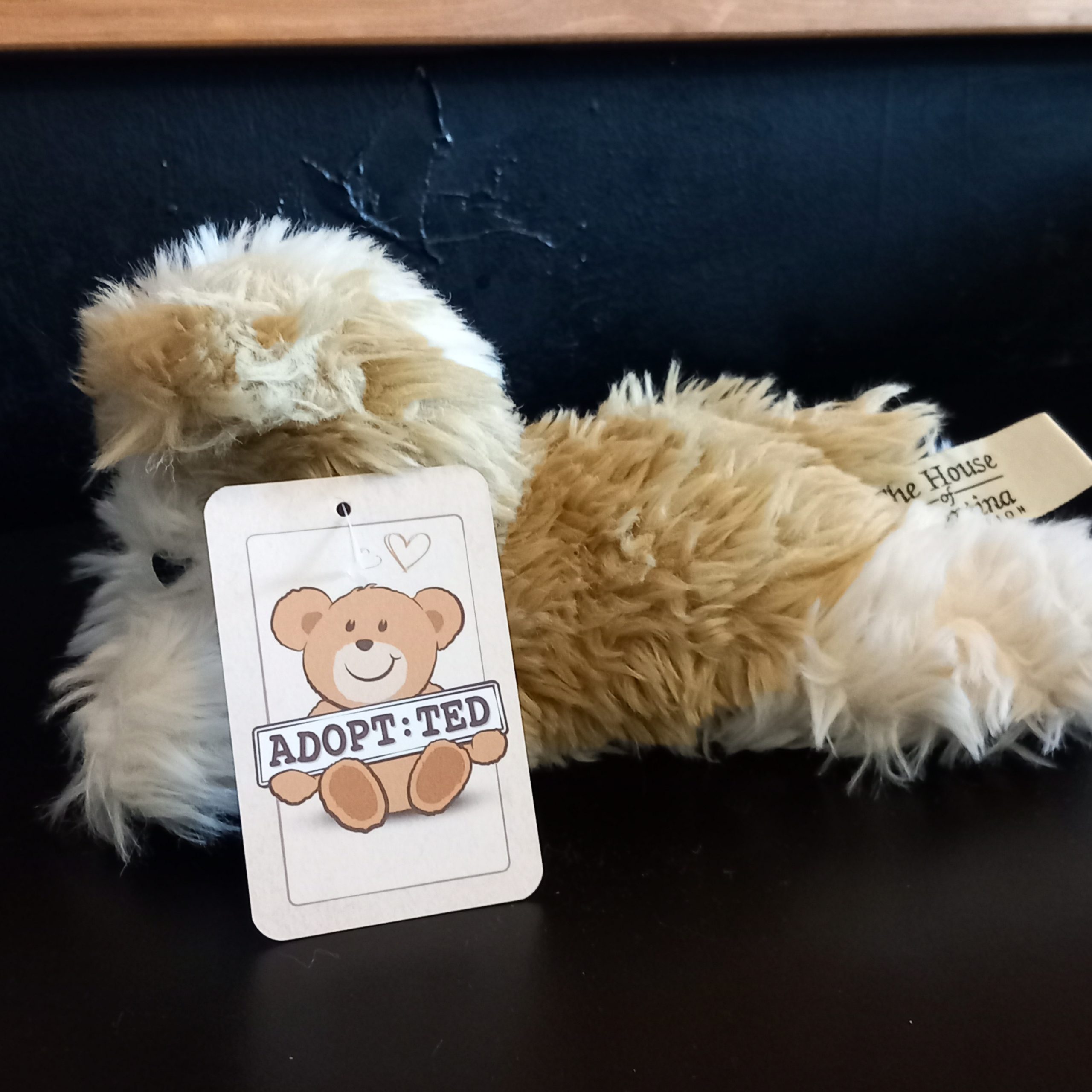 Cute Terrier Puppy - Image 2