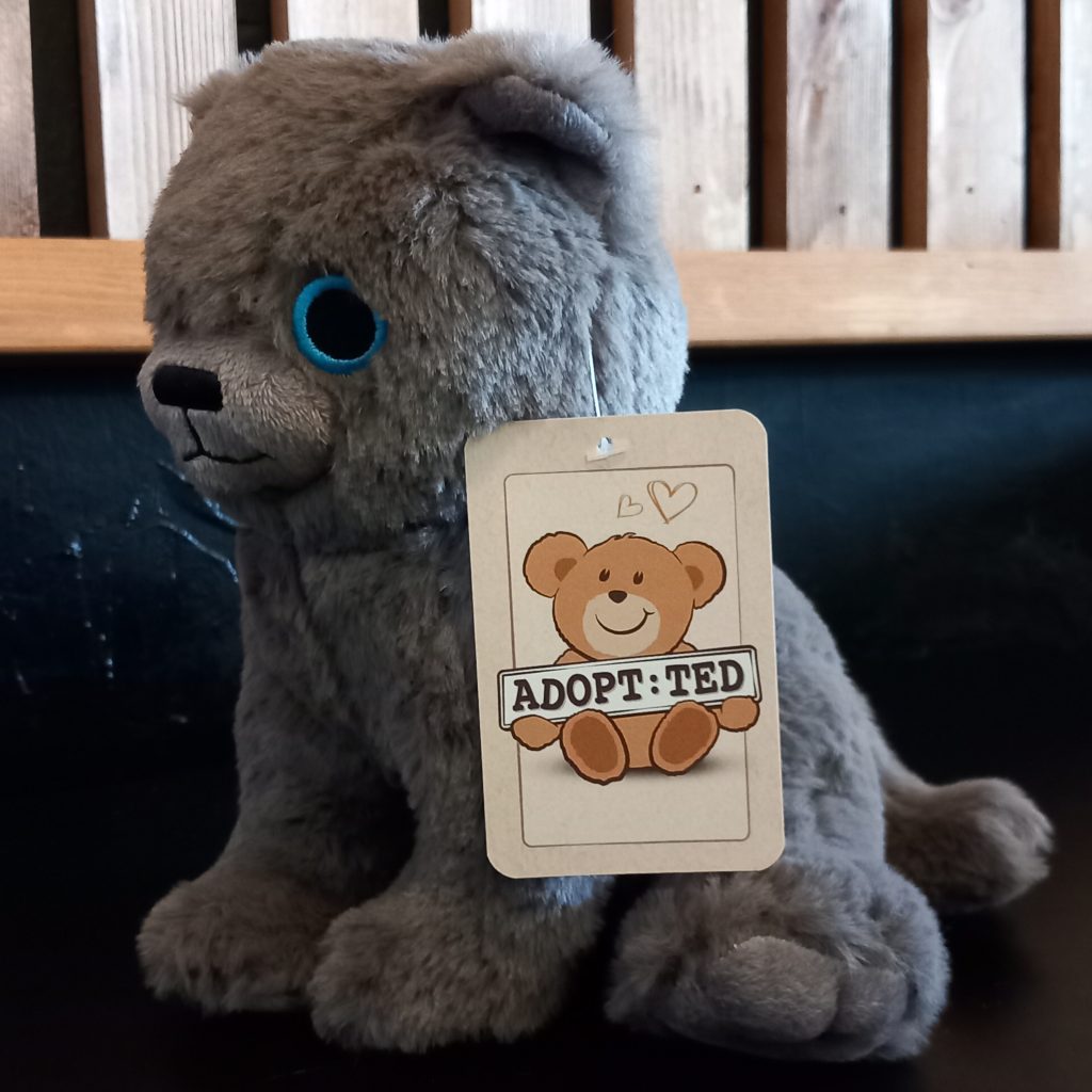 Adopt:Ted - Kitty Cats