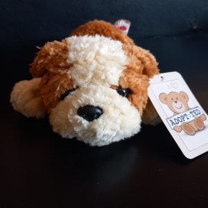 Gorgeous Bulldog Puppy