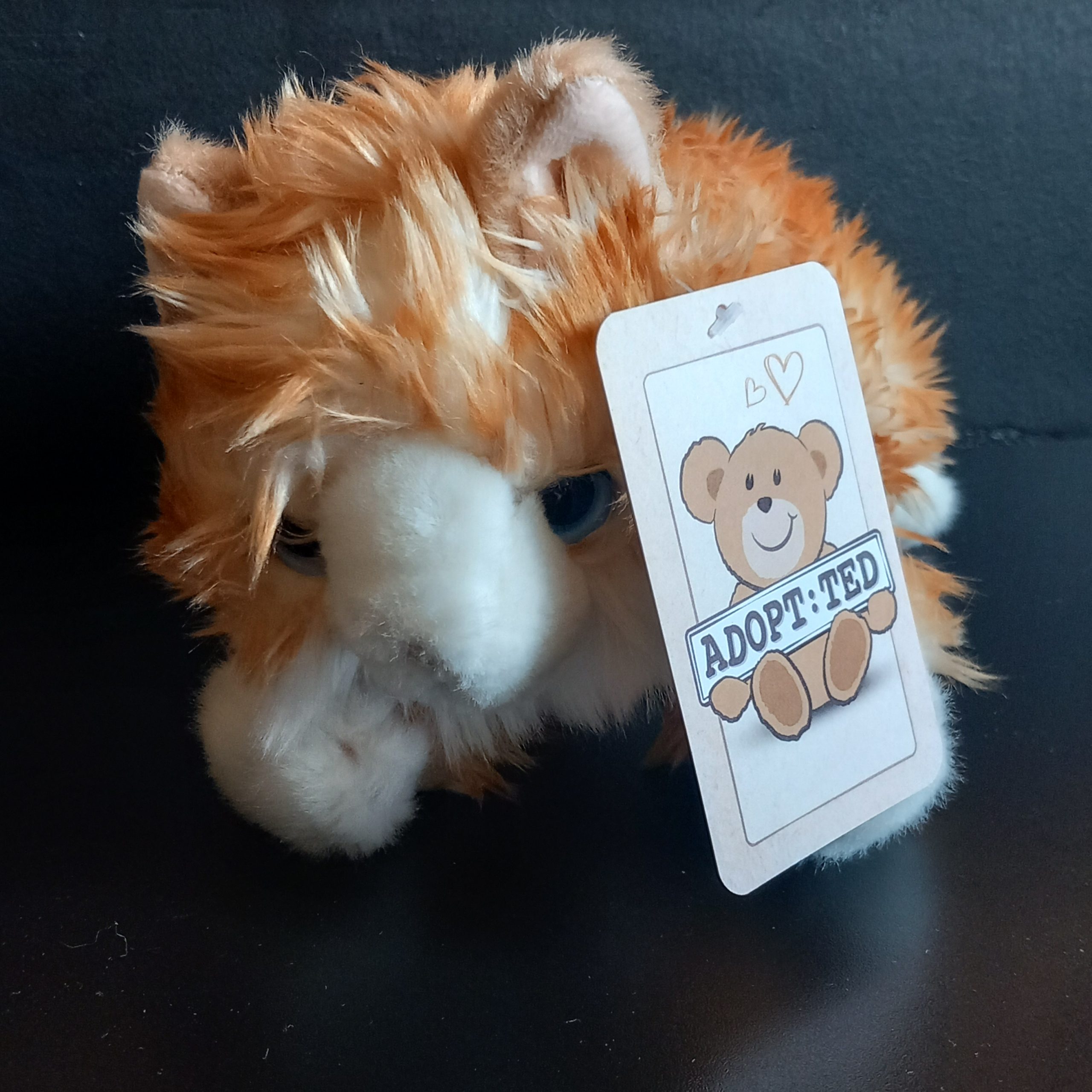 Cute Ginger Kitten - Image 2