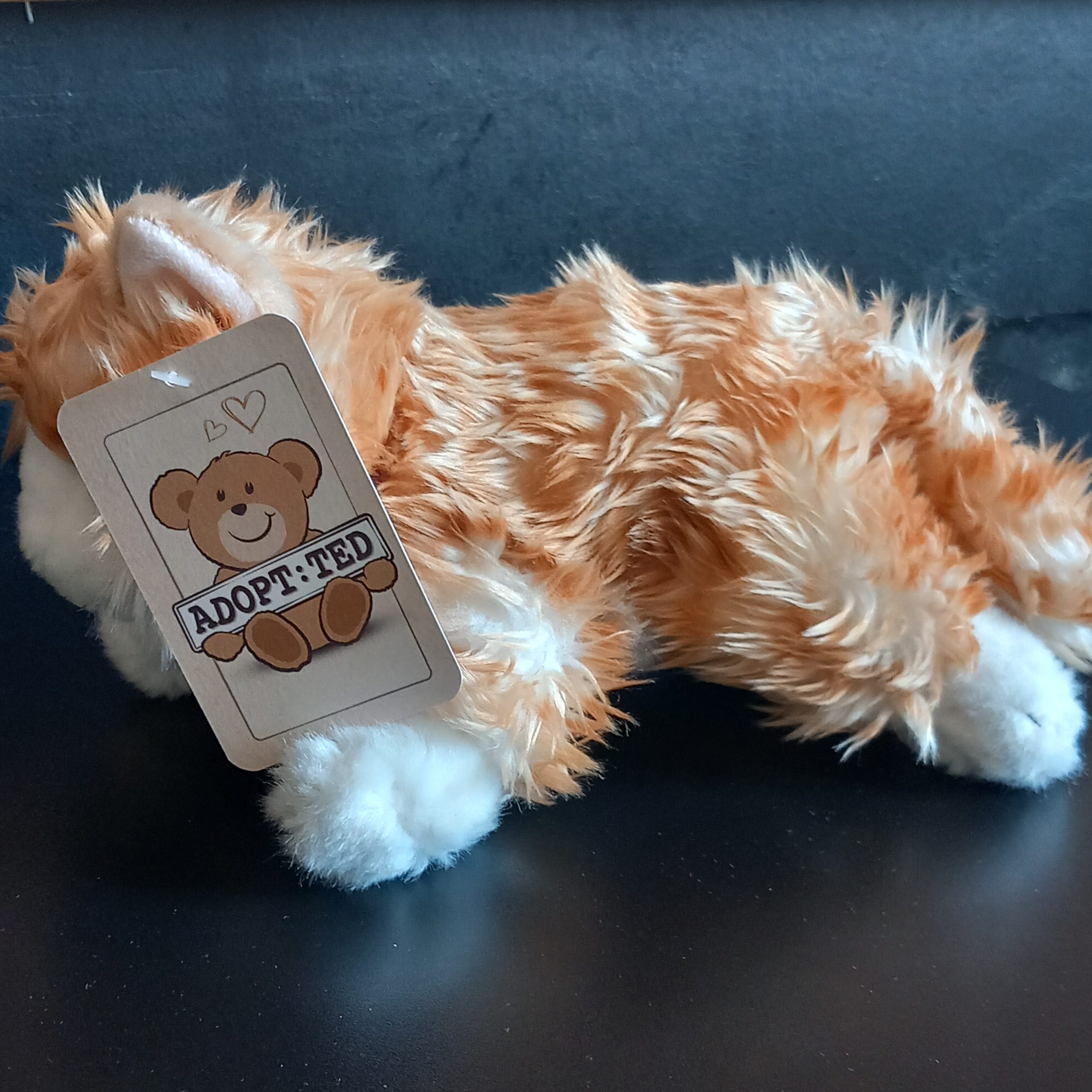 Cute Ginger Kitten - Image 3