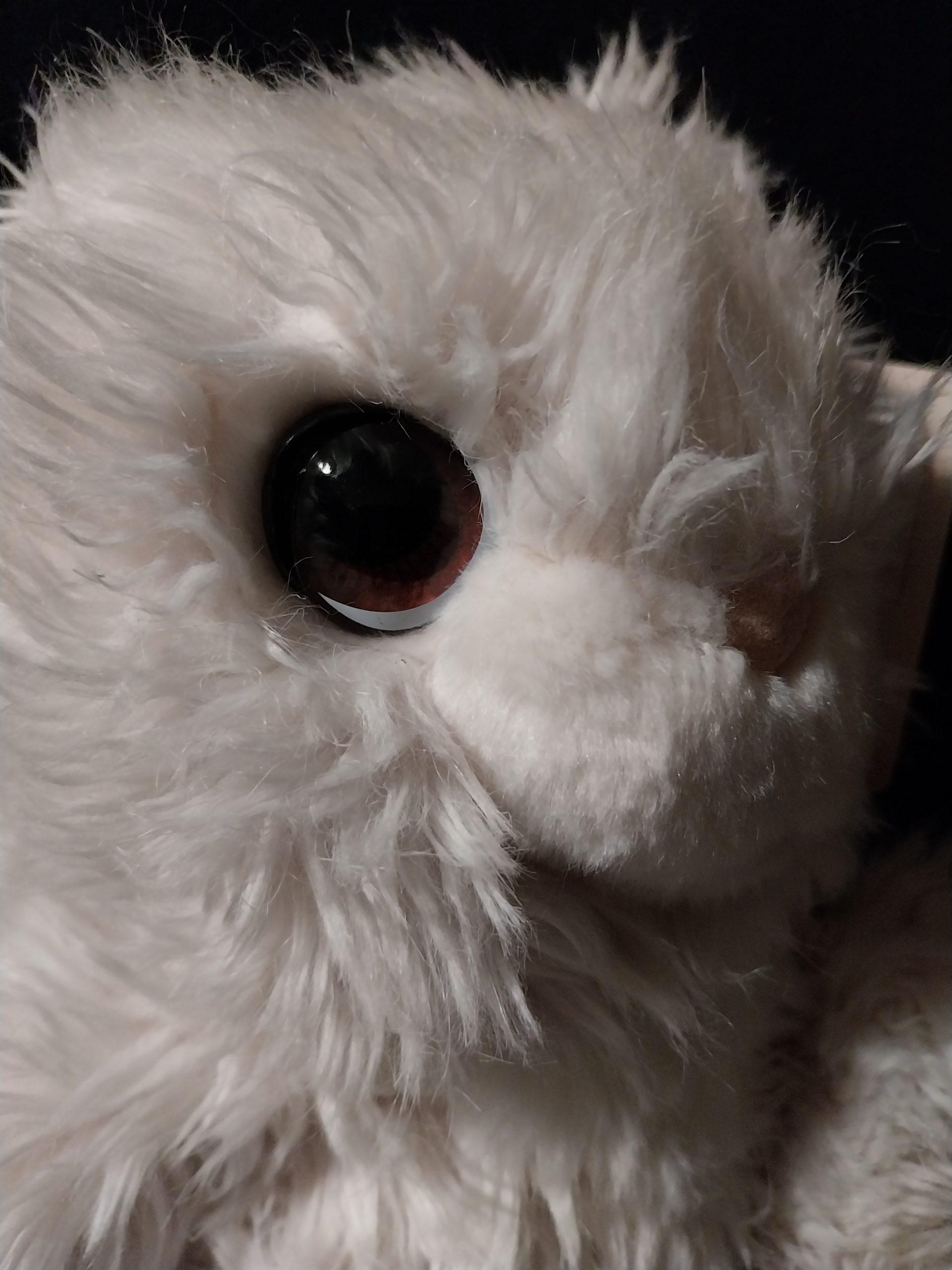 Big-Eyed Bunny - Image 4