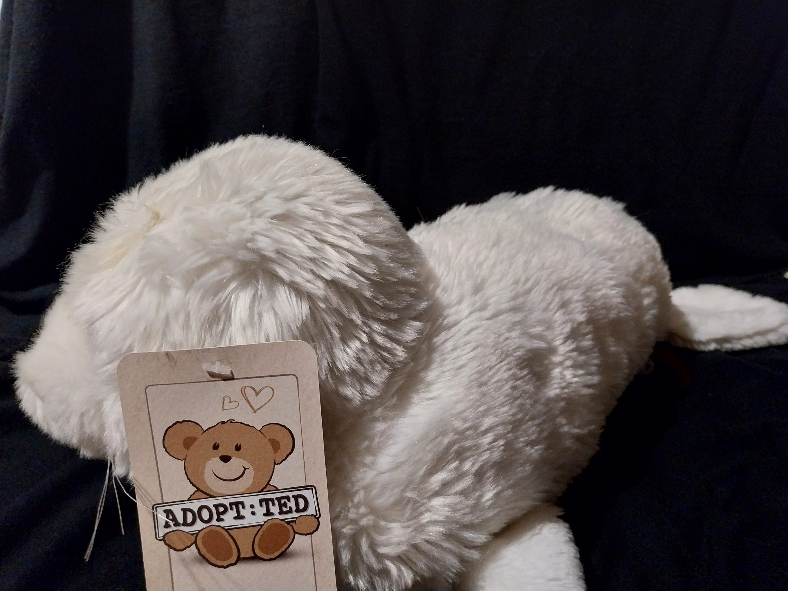 Harbour Seal - Image 3