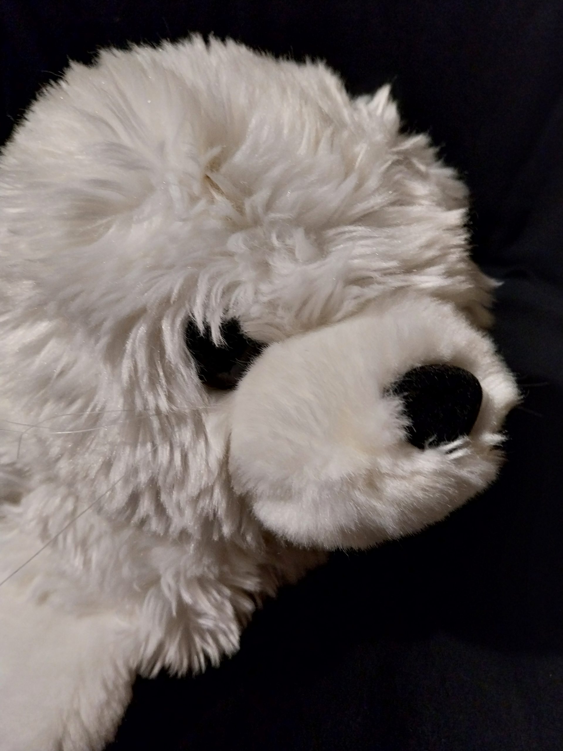 Harbour Seal - Image 4