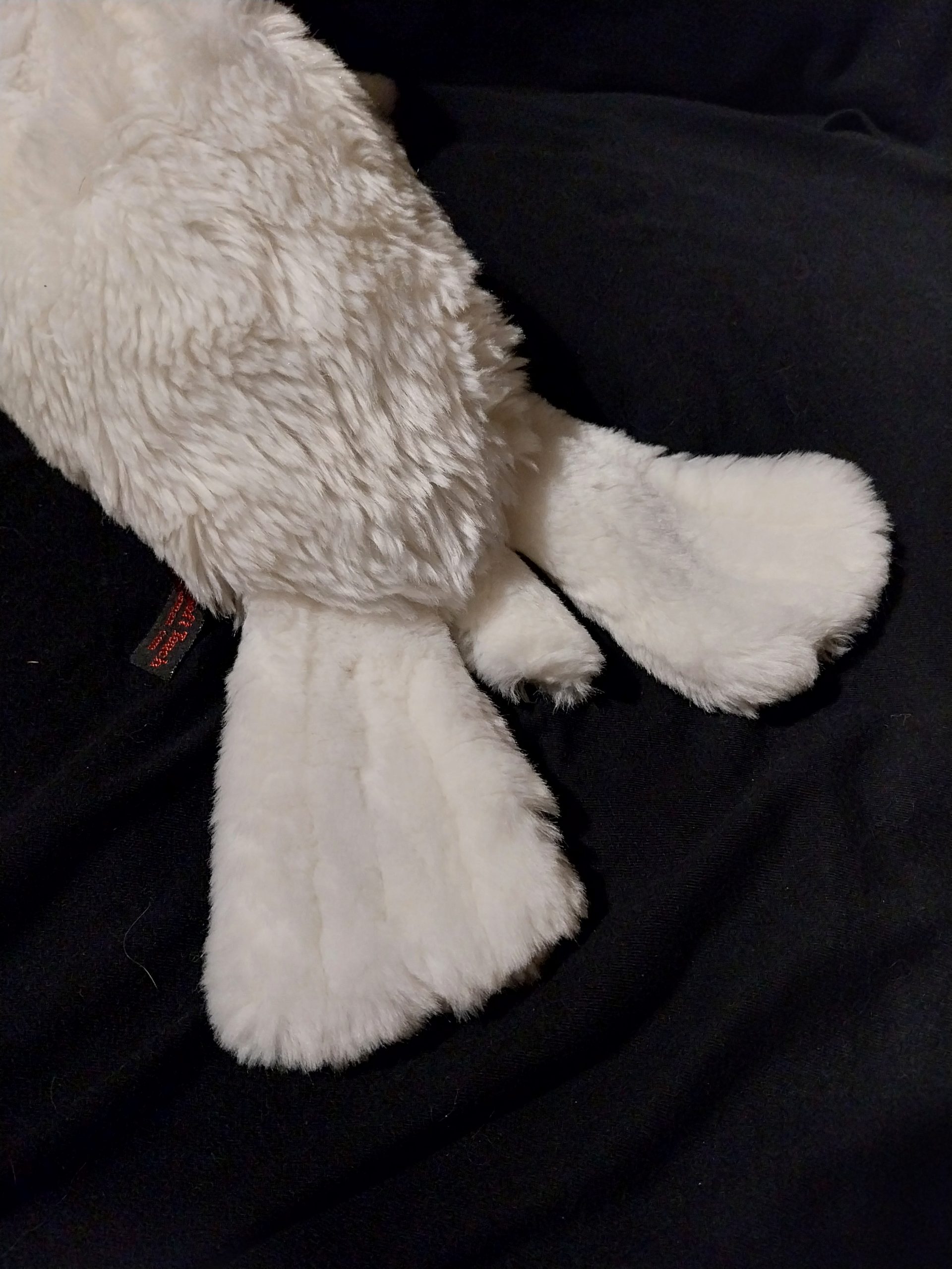 Harbour Seal - Image 5