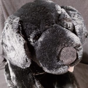 Floppy Black Labrador