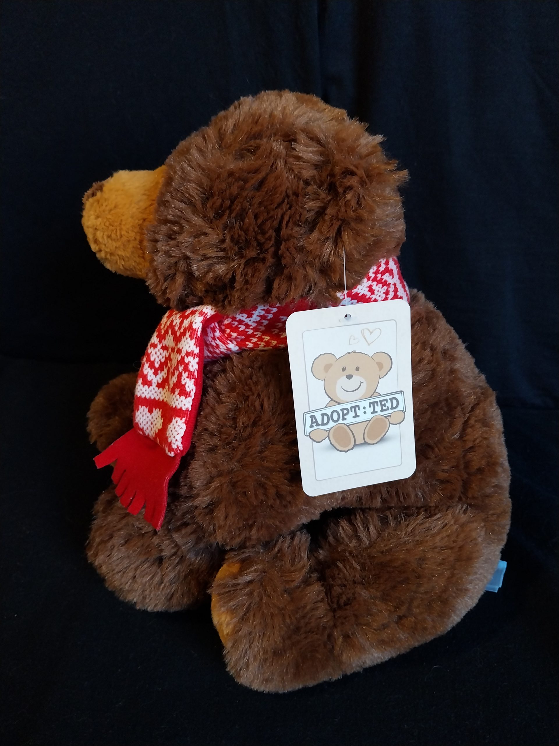 Not Grizzly Bear - Image 4